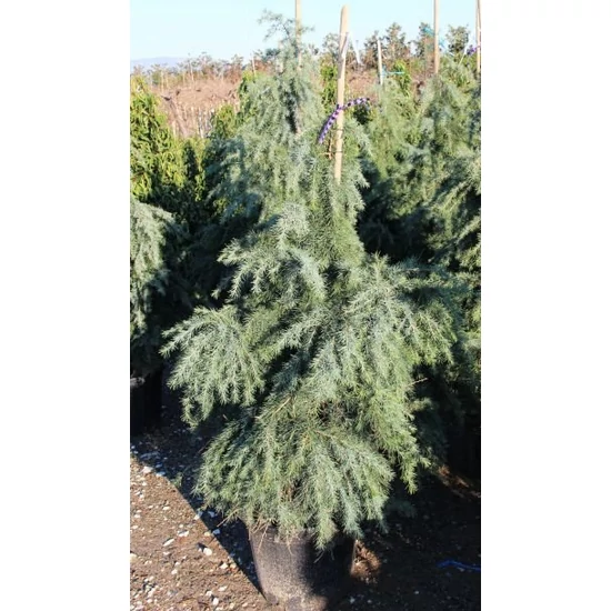 Kék terülő himalájai cédrus CEDRUS DEODARA FEELIN BLUE 100/125 K15