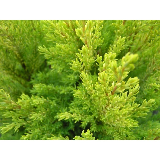 Sárga oregoni álciprus  CHAMAECYPARIS LAWSONIANA ELLWOOD'S GOLD K5