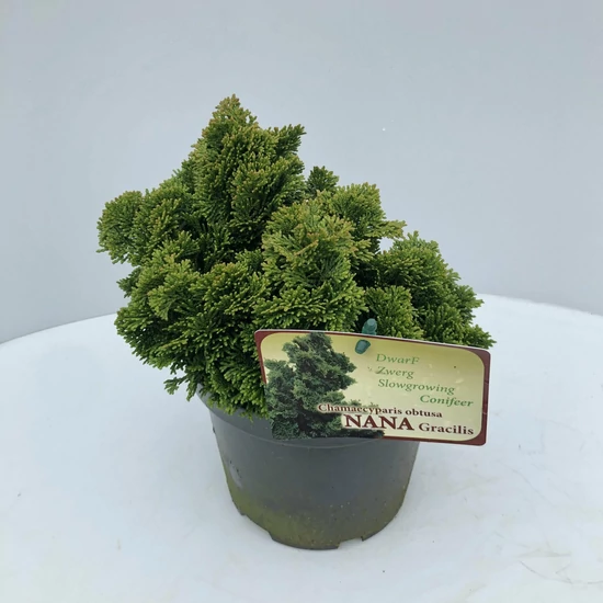 Hinoki hamisciprus   CHAMAECYPARIS OBTUSA NANA GRACILIS 15/20 K3