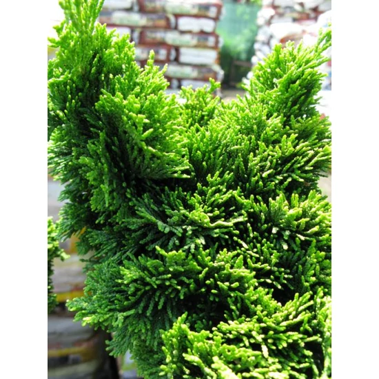 Hinoki hamisciprus   CHAMAECYPARIS OBTUSA NANA GRACILIS T50 K7,5
