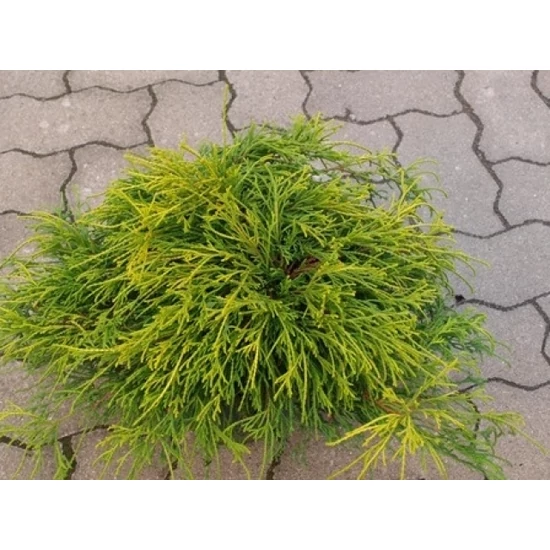 Szavára álciprus   CHAMAECYPARIS PISIFERA FILIFERA AUREA NANA K2