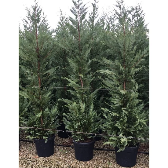 Leyland ciprus   CUPRESSOCYPARIS LEYLANDII 150/175 K22