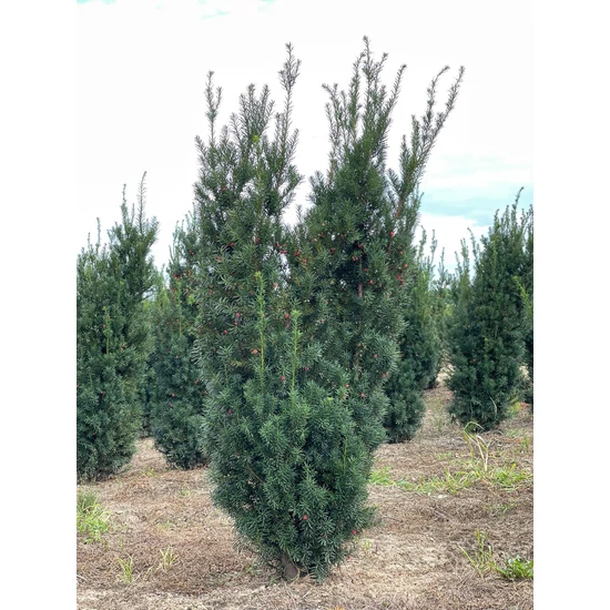 Oszlopos tiszafa TAXUS MEDIA HICKSII 150/175*