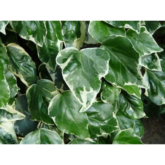 Közönséges borostyán   HEDERA HELIX SOUVENIR DE MARENGO 125/150CM K3