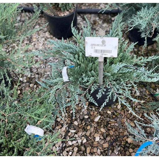 Kék kúszó boróka  JUNIPERUS HORIZONTALIS BLUE CHIP 40/+ K10