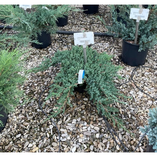 Japán törpeboróka   JUNIPERUS PROCUMBENS NANA 40/+ K10