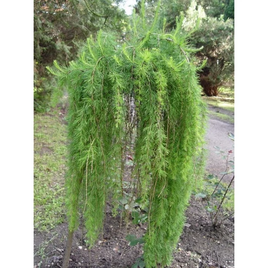 Európai vörösfenyő   LARIX DECIDUA PULI T120 K6,5