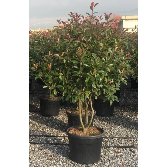Örökzöld korallberkenye   PHOTINIA FRASERI RED ROBIN TÖBBTÖRZSES 230/250 K120