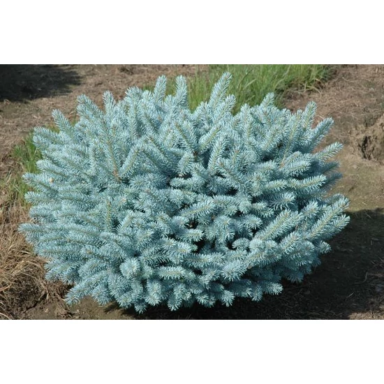 Gömb ezüstfenyő   PICEA PUNGENS GLAUCA GLOBOSA 80/100 K80