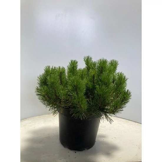 Törpefenyő PINUS MUGO PUMILIO 30/40 K8