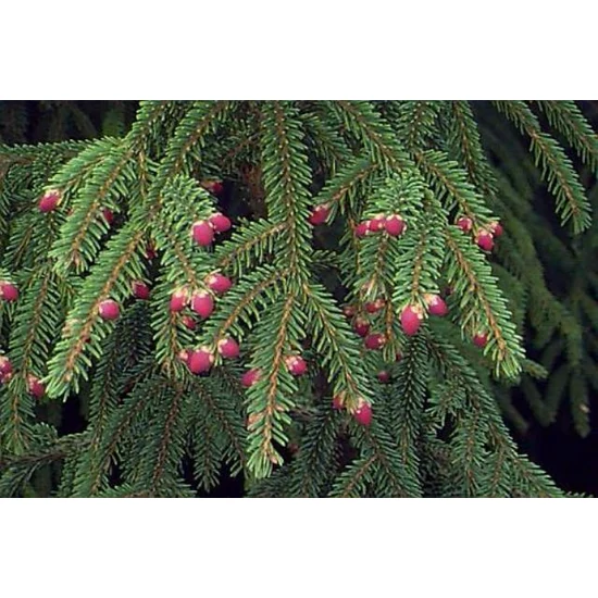Közönséges luc   PICEA ABIES 125/150 K45