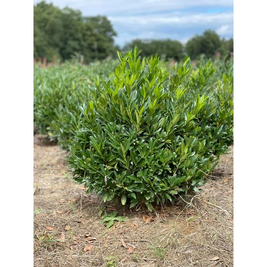 Keskenylevelű babérmeggy PRUNUS LAUROCERASUS OTTO LUYKEN GÖMBRE NYÍRT 60/80*