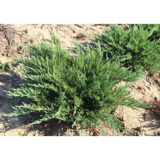 Nehézszagú boróka JUNIPERUS SABINA TAMARISCIFOLIA 40/60*