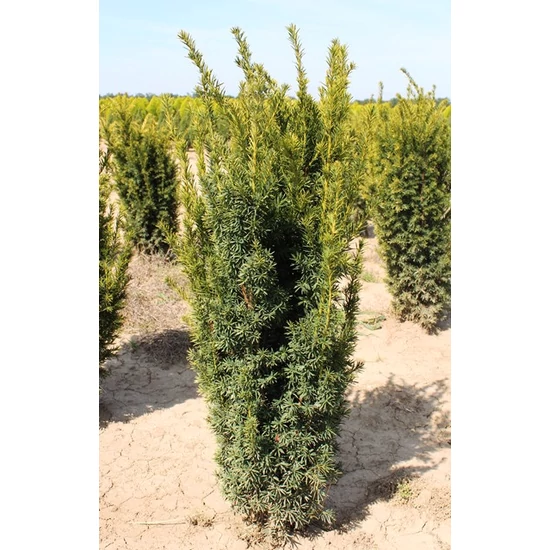 Aranylombú tiszafa   TAXUS BACCATA WINTERGOLD 80/100 K25