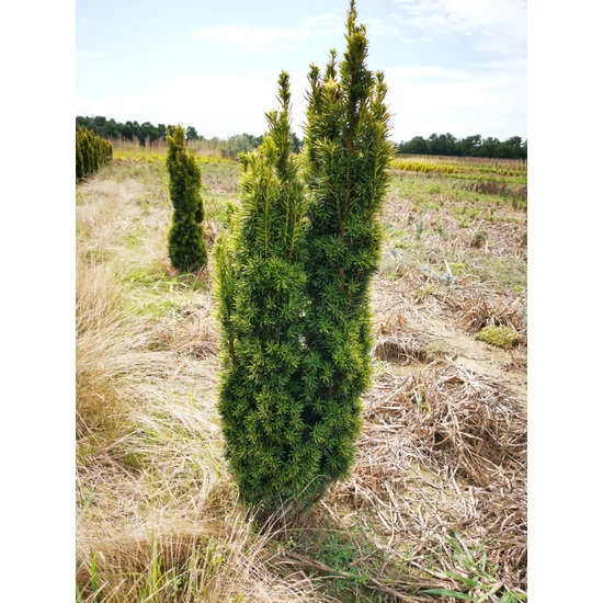 Sárgalombú oszlopos tiszafa TAXUS BACCATA FASTIGIATA AUREA 100/125*