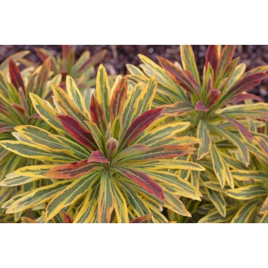 Kutyatej EUPHORBIA AMYGDALOIDES ASCOT RAINBOW CS14 
