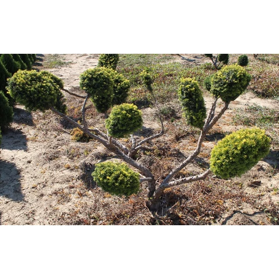 Sárgalombú tiszafa TAXUS BACCATA REPANDENS AUREA BONSAI 80/100*