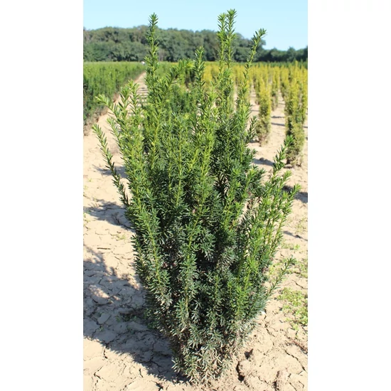 Oszlopos tiszafa   TAXUS MEDIA HILLII 80/100 K25