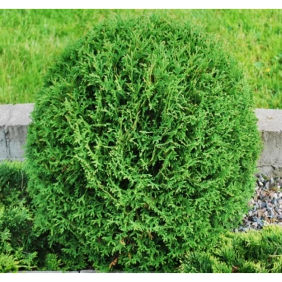 Tuja THUJA ORIENTALIS SEAGRASS K3