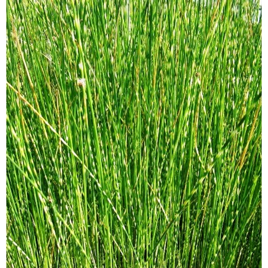 Tavi káka ALBESCENS CS15   