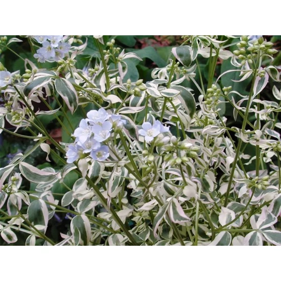 Indás csatavirág POLEMONIUM NORTHWAY LIGHTS CS15