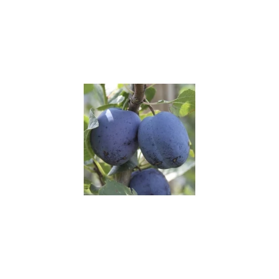 Topstar plus szilva Prunus domestica