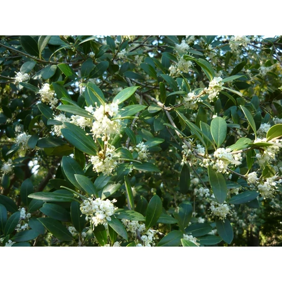 Felemáslevelű illatcserje   OSMANTHUS HETEROPHYLLUS PURPUREUS 20/25 K2