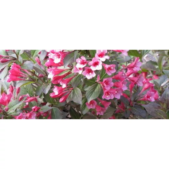 Rózsalonc    WEIGELA FLORIDA TANGO K5