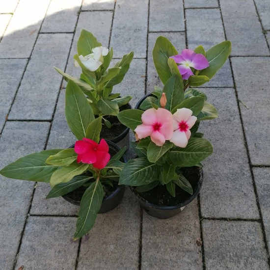 Rózsameténg VINCA ROSEA-CATHARANTHUS ROSEUS CS7-9