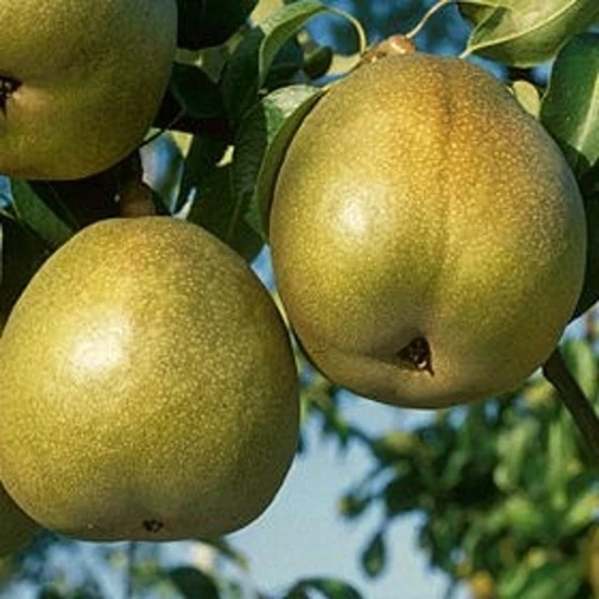 Téli esperes körte Pyrus communis