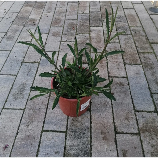 Ernyős verbéna, vasfű VERBENA BONARIENSIS LOLLIPOP CS15