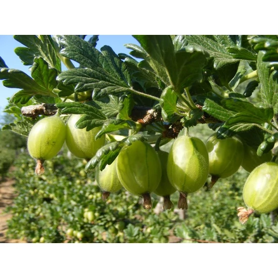 Zöld győztes köszméte RIBES UVA-CRISPA ZÖLD GYŐZTES BOKOR SZGY