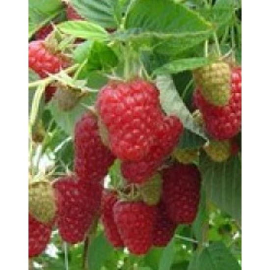Tulameen málna Rubus idaeus