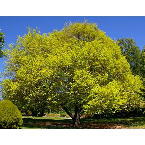 Arany lombú hegyi szil ULMUS GLABRA LUTESCENS 200/+ K12