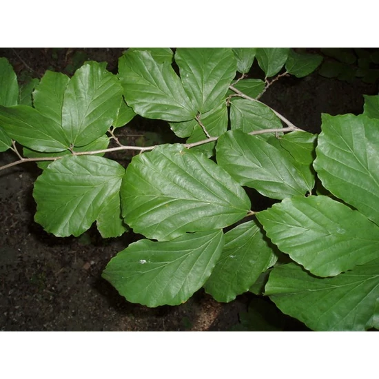Perzsafa    PARROTIA PERSICA 100/150 K7,5