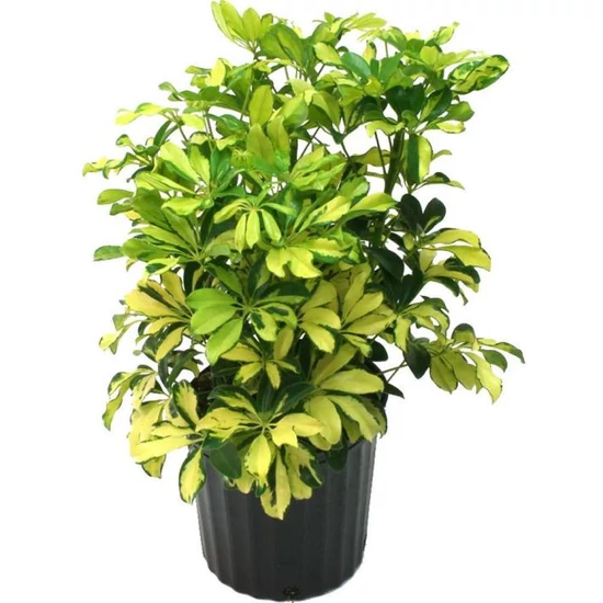 Sugárarália SCHEFFLERA GOLD CAPELLA KÓKUSZRA FUTTATVA CS24