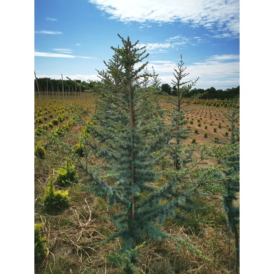 Kék atlasz cédrus CEDRUS ATLANTICA GLAUCA 175/200 2×I*