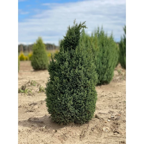 Oregoni álciprus CHAMAECYPARIS LAWSONIANA ELLWOODII 60/80*