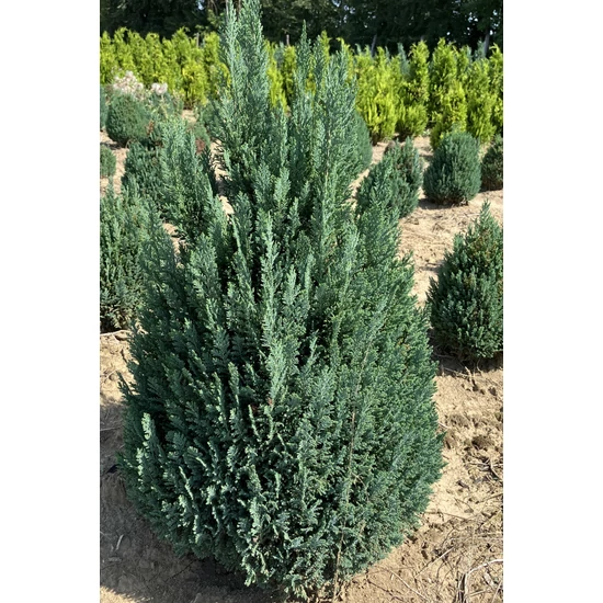 Oregoni álciprus CHAMAECYPARIS LAWSONIANA ELLWOODII 80/100*