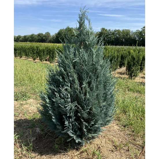 Kék oregoni hamisciprus CHAMAECYPARIS LAWSONIANA VAN PELT'S BLUE 100/125*