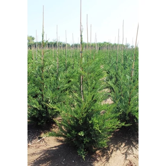 Leyland ciprus CUPRESSOCYPARIS LEYLANDII 125/150*