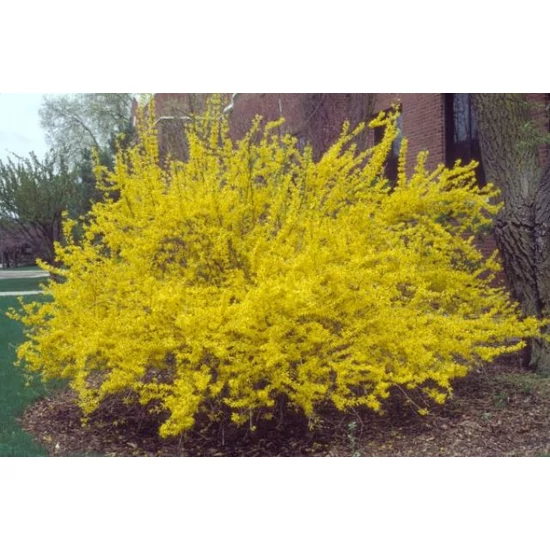  Aranyvessző FORSYTHIA INTERMEDIA LYNWOOD 125/150*
