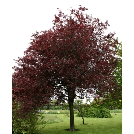 Vérszilva    PRUNUS CERASIFERA NIGRA T200 16/18 K50