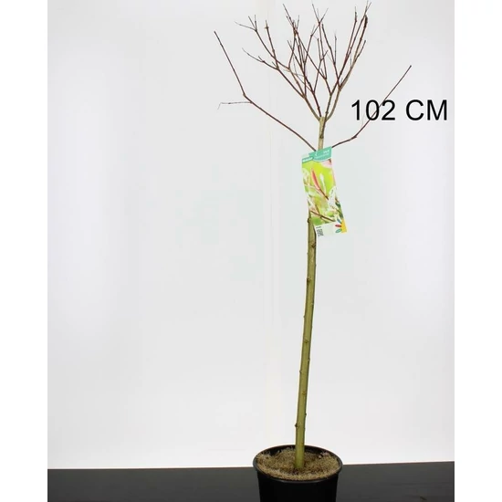 Tarkalevelű japán fűz SALIX INTEGRA HAKURO-NISHIKI T110 CS19 
