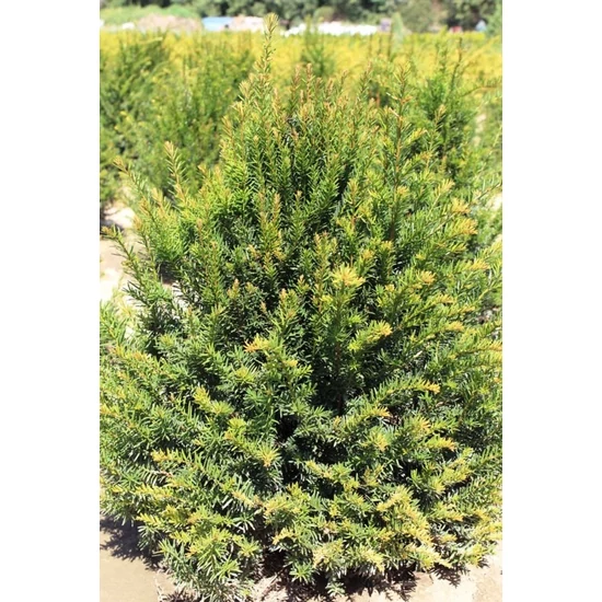 Közönséges tiszafa TAXUS BACCATA 125/150* NYÍRT