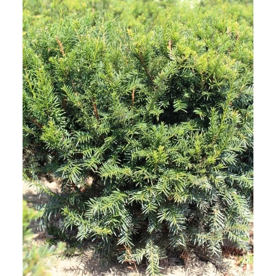 Közönséges tiszafa TAXUS BACCATA 60/80*