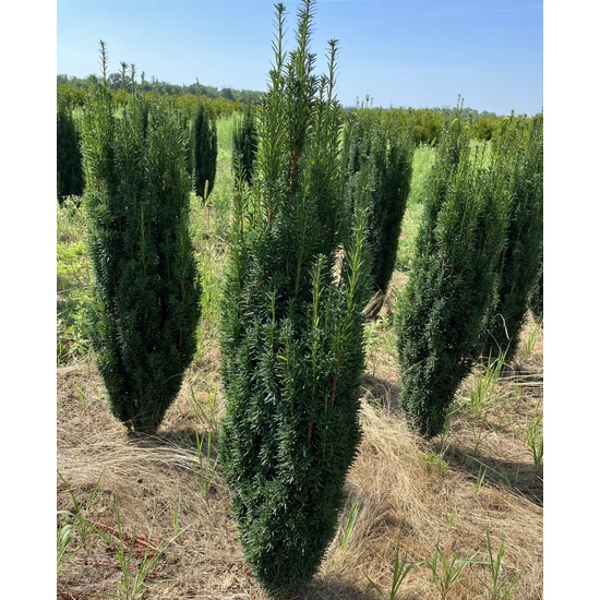 Oszlopos tiszafa TAXUS BACCATA FASTIGIATA 100/125*