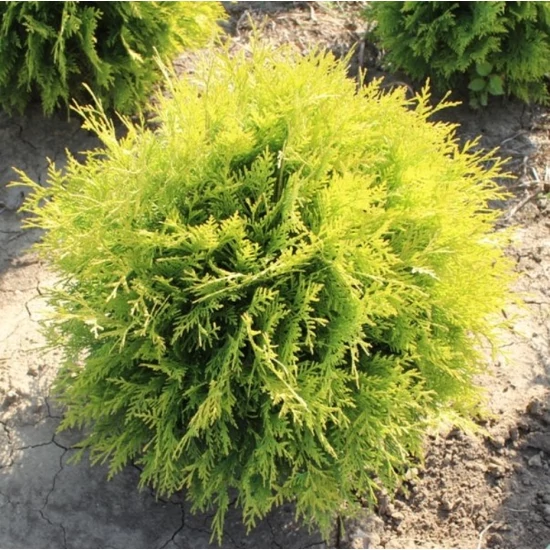 Arany gömbtuja THUJA OCCIDENTALIS GOLDEN GLOBE 20/40*