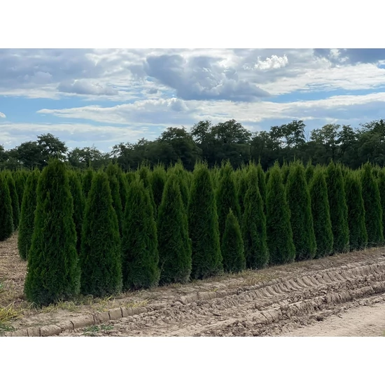 Smaragd tuja THUJA OCCIDENTALIS SMARAGD 175/200 2×I NYÍRT*