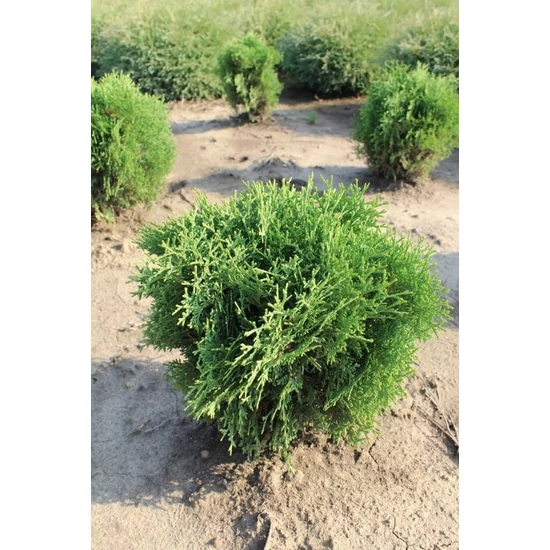 Gömbtuja THUJA OCCIDENTALIS TINY TIM 20/30*